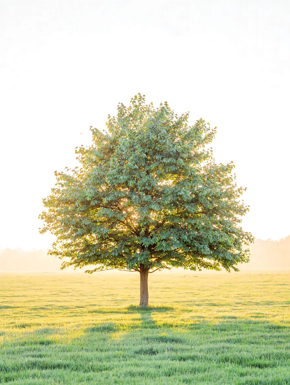 原生家庭如何影響你的婚姻？沙維雅家庭圖實作工作坊